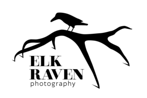 Elk Raven